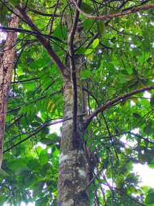 Artocarpus rigidus