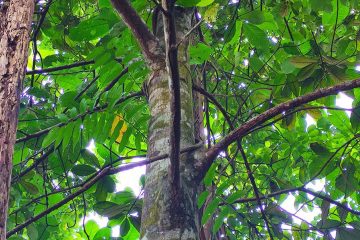 Artocarpus rigidus