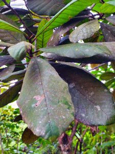 Artocarpus rigidus Blume