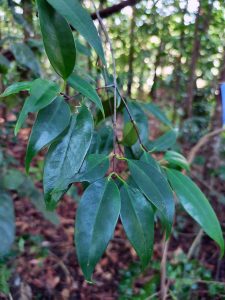 Garcinia parvifolia