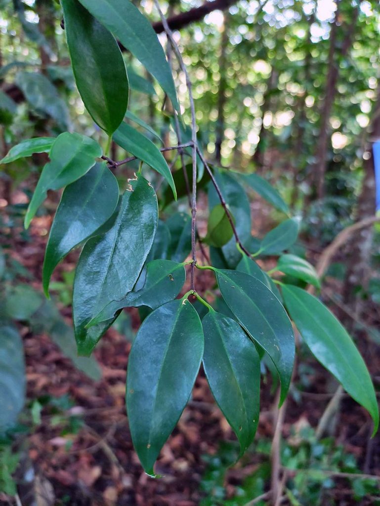 Garcinia Parvifolia (miq.) Miq. – 02 – Forest Of 'ilm