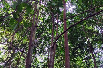 Merlimau - Maclurodendron porteri