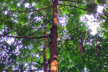 Merawan bunga - Hopea pubescens