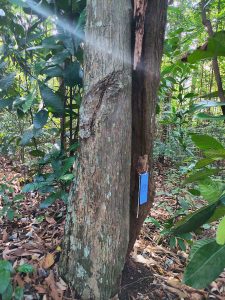 Kulim - Scorodocarpus borneensis