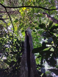Kulim - Scorodocarpus borneensis