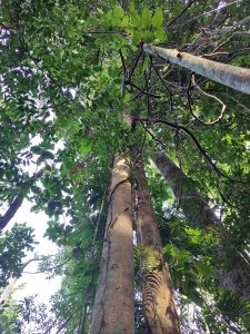 Medang - Litsea costalis (Nees) Kosterm - Lauraceae