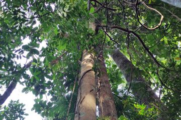 Medang - Litsea costalis (Nees) Kosterm - Lauraceae