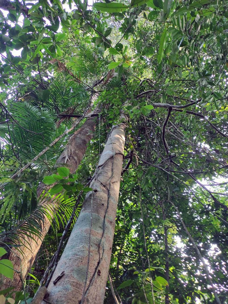 Medang - Litsea costalis (Nees) Kosterm - Lauraceae