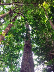 Meranti melantai - Shorea macroptera Dyer