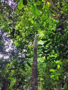 Simpoh daun besar - Dilllenia grandifolia Wall. ex Hook.f. & Thomson