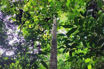 Simpoh daun besar - Dilllenia grandifolia Wall. ex Hook.f. & Thomson