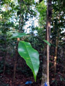 Karas - Aquilaria malaccensis Lam. - Thymelaeaceae