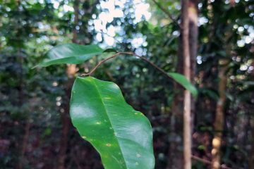 Karas - Aquilaria malaccensis Lam. - Thymelaeaceae