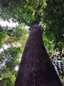 Meranti rambai daun - Shorea acuminata Dyer - Dipterocarpaceae