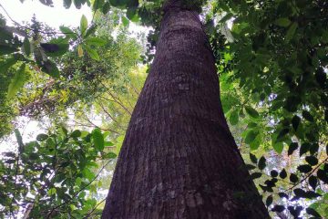 Meranti rambai daun - Shorea acuminata Dyer - Dipterocarpaceae