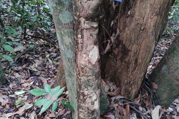 Meranti rambai daun - Shorea acuminata Dyer - Dipterocarpaceae