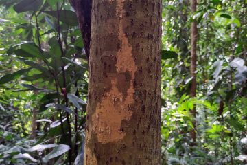 Calophyllum canum Hook.f.