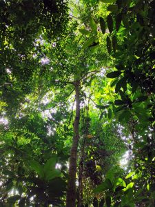 Calophyllum canum Hook.f.