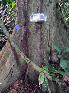 36 - Cengal - Neobalanocarpus heimii (King) P.S.Ashton - Dipterocarpaceae