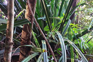 45 - Pandanus atrocarpus Griff.