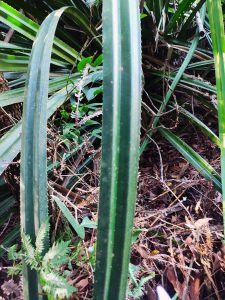 45 - Pandanus atrocarpus Griff.