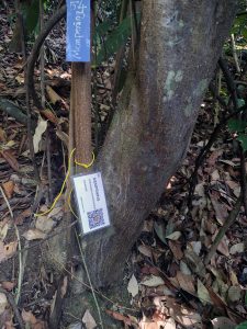 54-mempening-lithocarpus-encleiscarpus-01