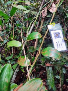 68 - Vanilla griffithii Rchb.f