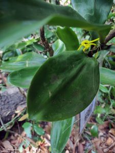 70 Dracaena elliptica