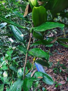 70 Dracaena elliptica