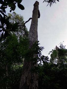 Meranti sarang punai - Shorea parvifolia Dyer ssp. parvifolia - Dipterocarpaceae