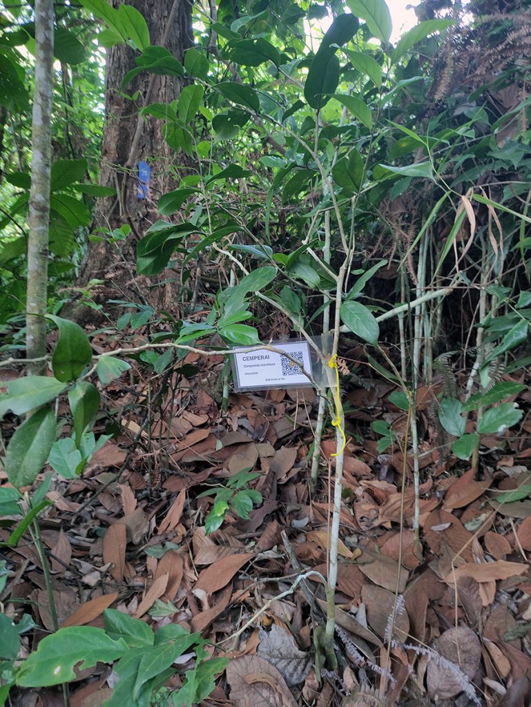 Cempereia manillana Merr. – Opiliaceae – 81 – Forest of 'Ilm